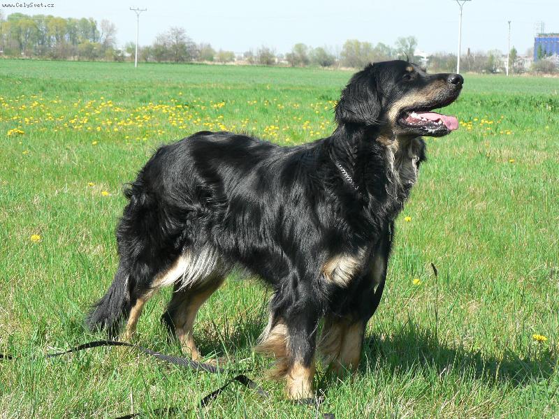 Foto: Aranka ze Slezsk� ho�iny