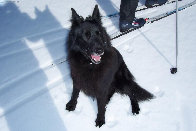 Foto: Pes na zimu i l�to-Spole�n�k na b�ky