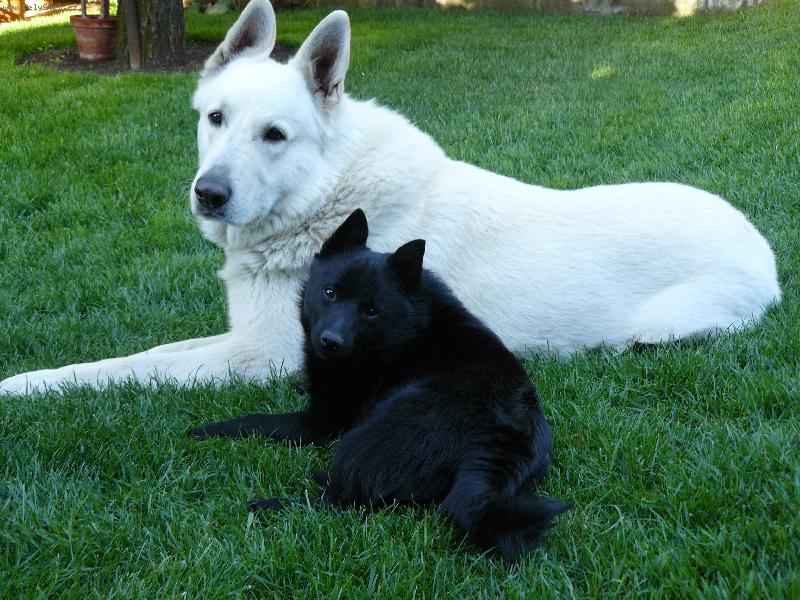 Foto: Bredy a Black Jack :-)