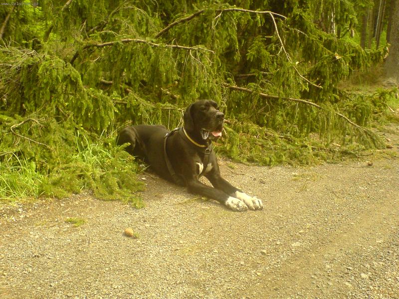 Foto: Dante �esk� Sirius