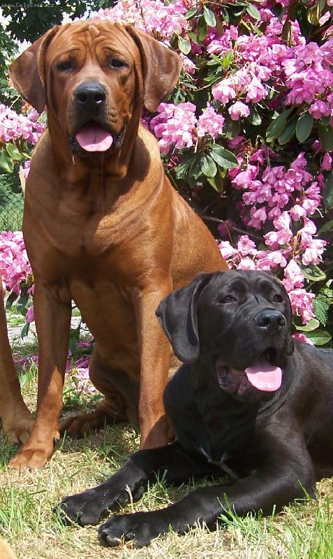 Foto: chovatelsk� stanice ,,Diamant severu,,-www.tosainu.cz-Deilley a Bigynek