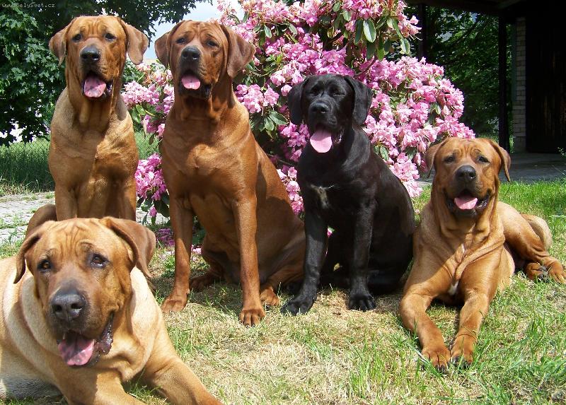 Foto: chovatelsk� stanice ,,Diamant severu,,-www.tosainu.cz-na�i brou�ci:)