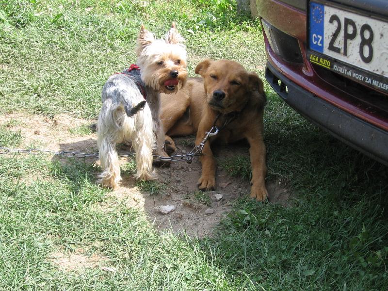 Foto: Matysek a kamaradka Tyna