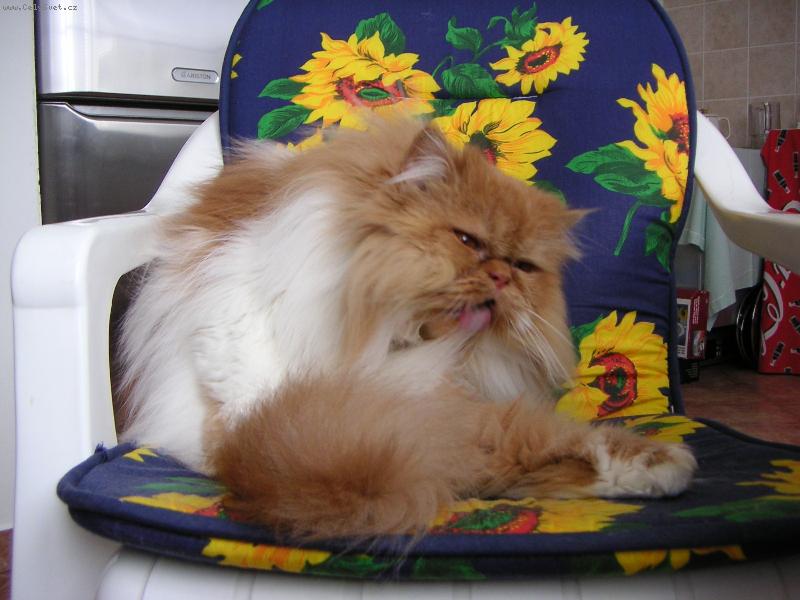 Foto: Hugo je velmi �istotn�-velk� o�ista do �ista