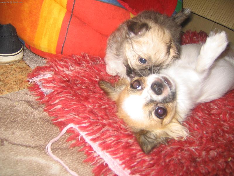 Foto: �anetka a Benji-Benji je prvn� �t�n� �anetky,p�knej uli�n�k