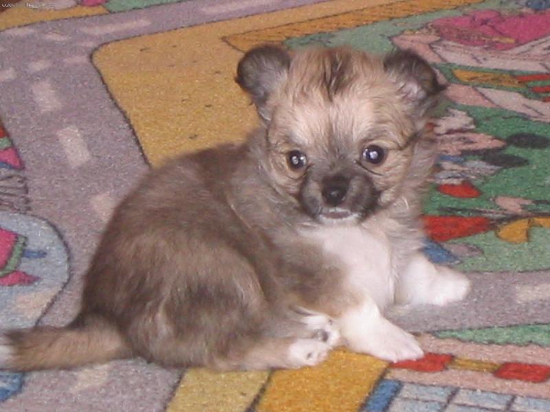 Foto: Benji-�t�n� �anetky.Moc hezounk�