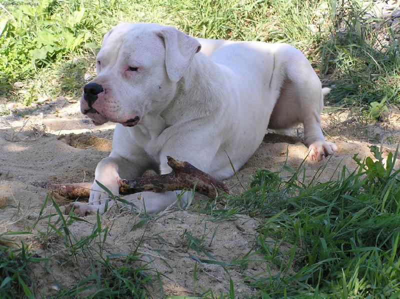 Foto: Diablo del Fiel Luchador Blanco