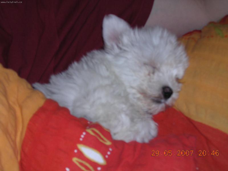 Foto: Malt�zsk� sle�na Barunka-->.........-takhle j� spink�m!!!!!!!!!