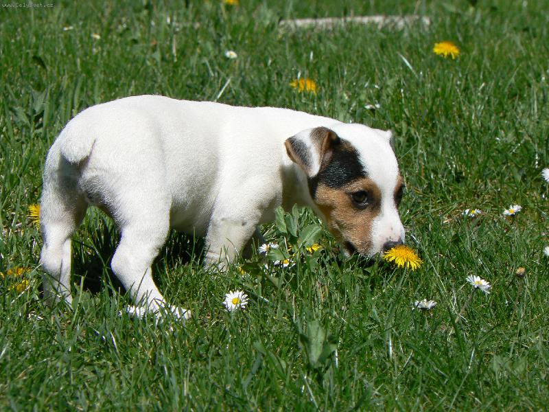 Foto: Milo-No nen� kr�sn��?