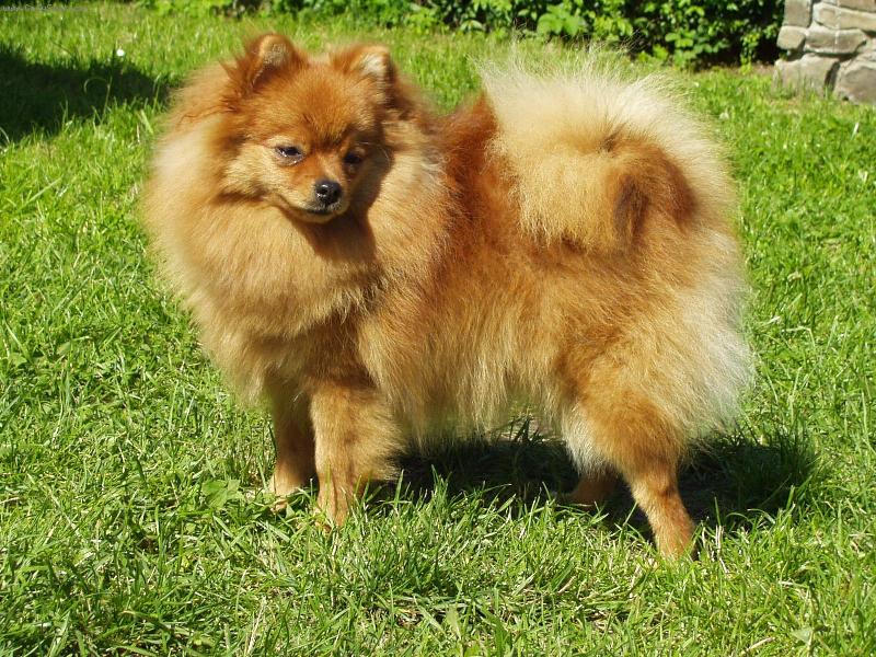 Foto: N�meck� �pic mal� - Deisy Sandir�-Junior�ampion, CAC, CACIB, V�t�z speci�ln� v�stavy