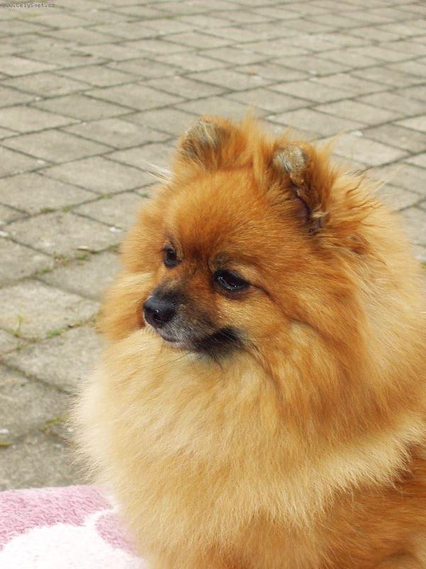 Foto: N�meck� �pic mal� - Aissi Sandir�-Aissi Sandir�