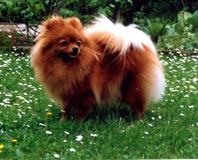 Foto: N�meck� �pic mal� - Rose z Temn�ch noc�-Interchampion, Cesk� �ampion, �ampion SK, N�meck� �ampion, N�meck� klubov� �ampion, Klubov� �ampion, Klubov� v�t�z, N�rodn� v�t�z, Juniorchapion, BIG4, BIG5, BOB, CACIB, CAC, CAJC