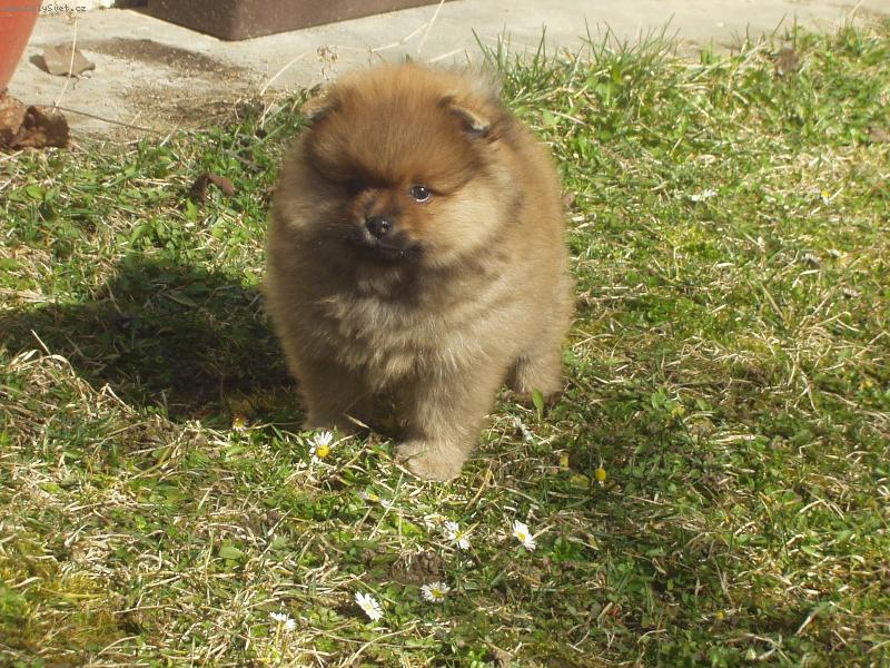 Foto: N�meck� �pic mal� - Gimmi Sandir�-Gimmi Sandir�