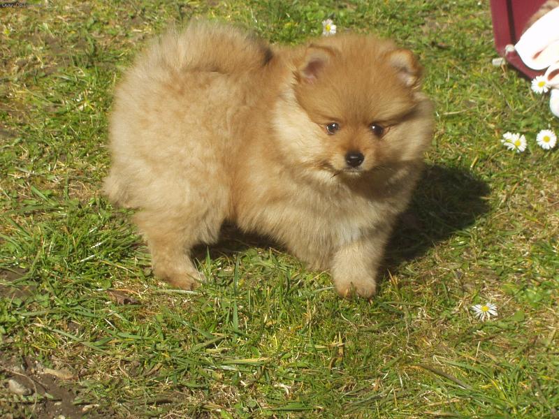 Foto: N�meck� �pic mal� - Faigo Sandir�-Faigo Sandir�