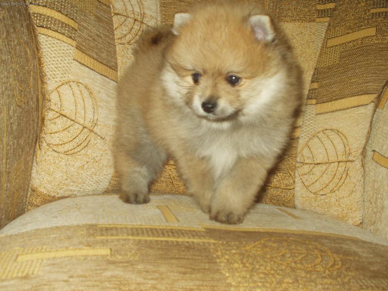 Foto: N�meck� �pic mal� - Flipp Sandir�-Flipp Sandir�