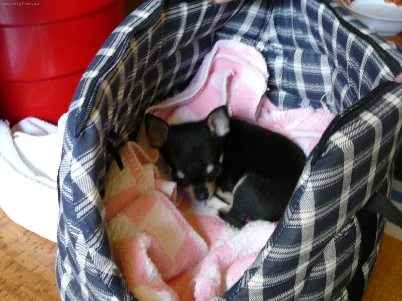 Foto: �ikou�ek-Unaven� po n�v�t�v� u veterin��e...