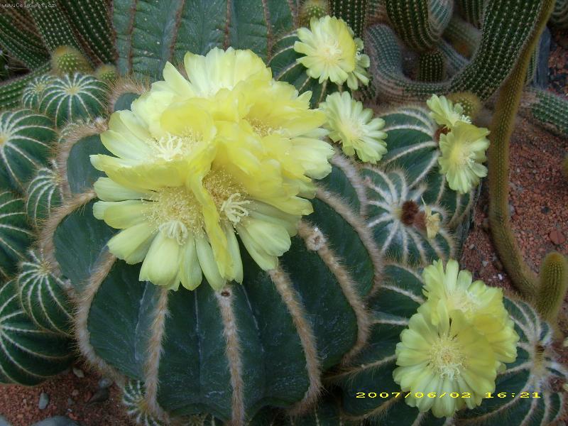 Foto: ze sklen�ku-�lut� kv�t