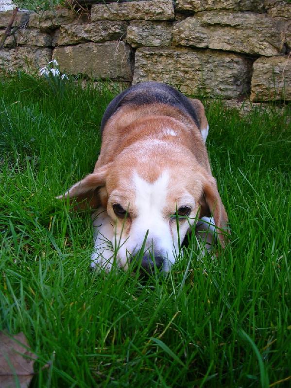 Foto: Berkies (Pussy Tergy)-Beru�ka na zahrad�