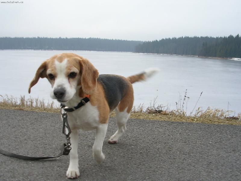 Foto: na vejlet�-Berkies (Pussy Tergy)