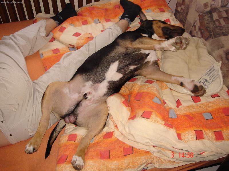 Foto: Apollo - odpoledn� siesta-Koukej,jak� m�m p�kn� srd��ko na b��ku.............