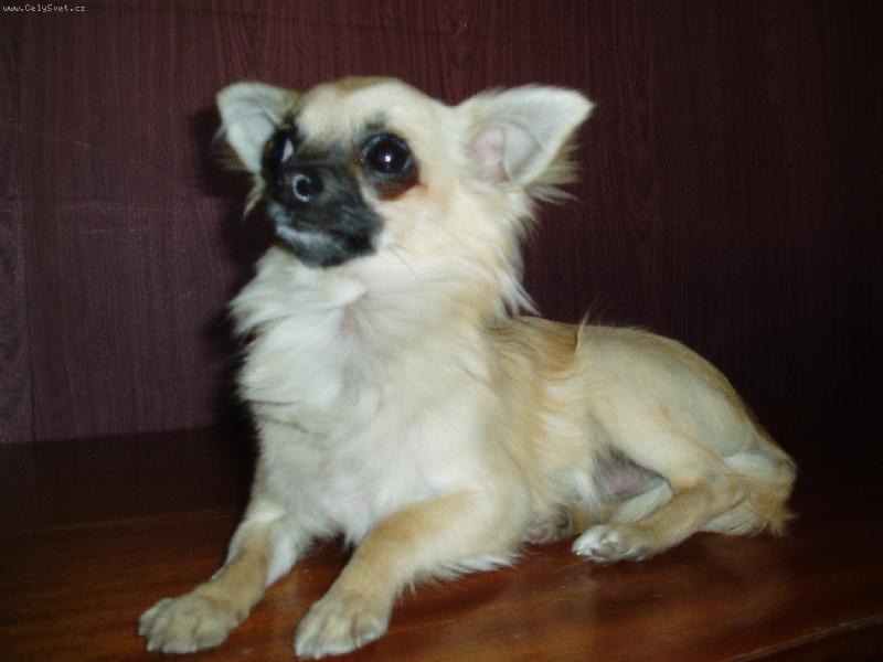 Foto: Jeles - Le od Vyd�� z�toky