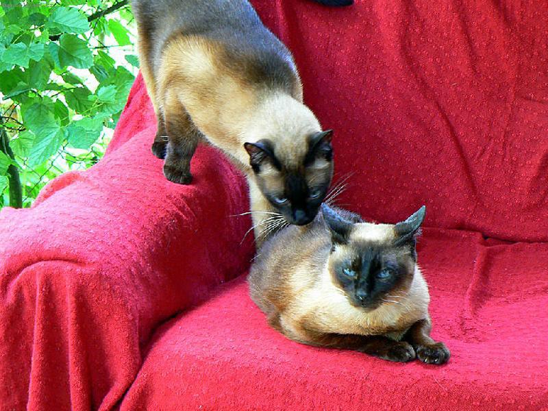 Foto: ko�i�� mil��ek-ahoj  mami,m��u za tebou ?