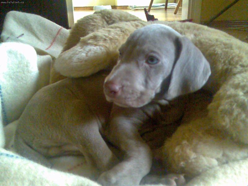 Foto: �estit�denn� miminko-jako u maminky