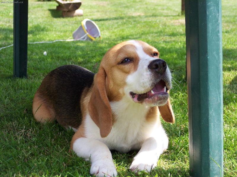 Foto: Mona Lisa z Lo�sk�ho l�ta-Mona Liza z Lo�sk�ho l�ta, chov   maj. �i�kov� Miloslava