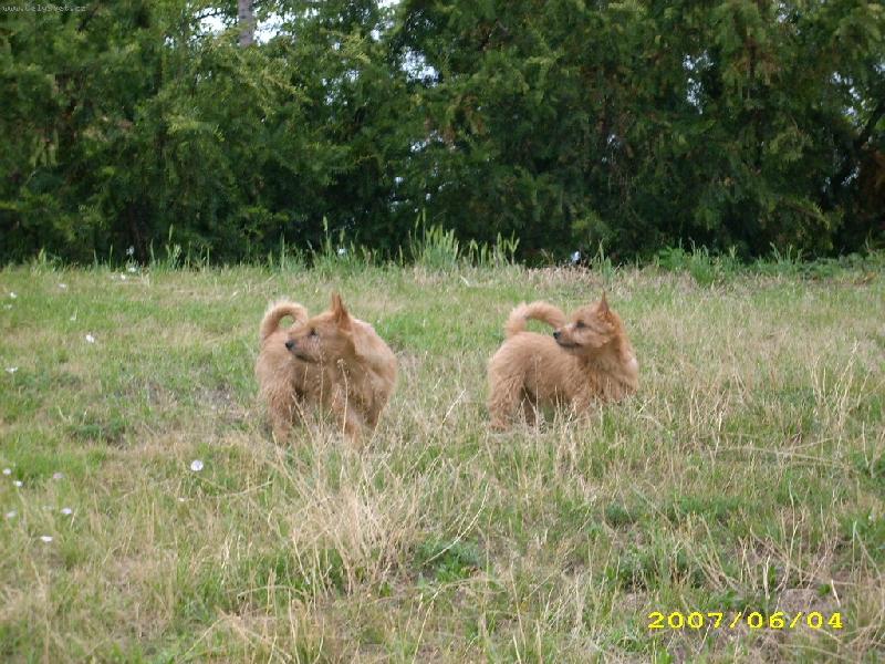 Foto: Cookie a Babeta
