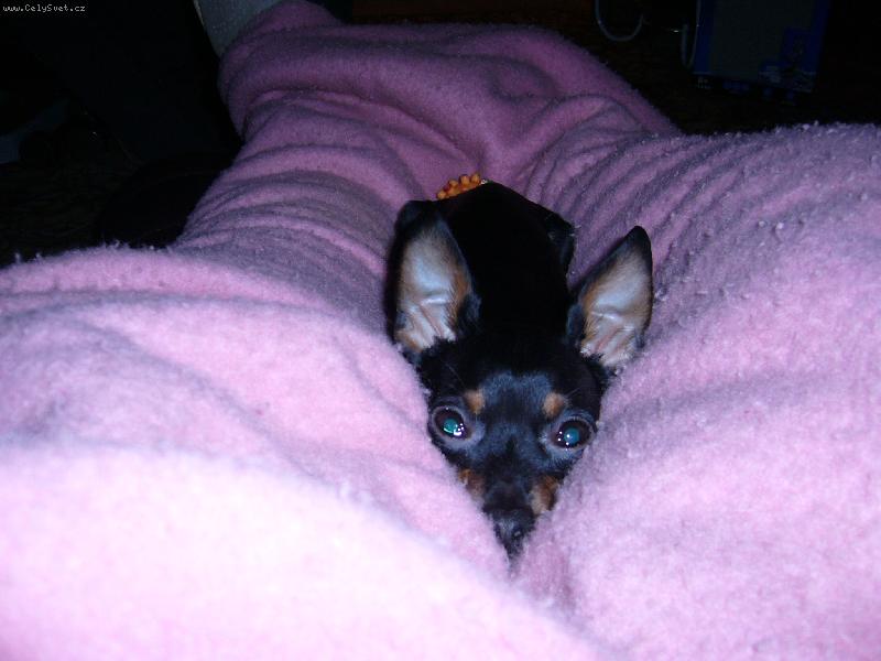 Foto: Rambo relaxuje-Rambo