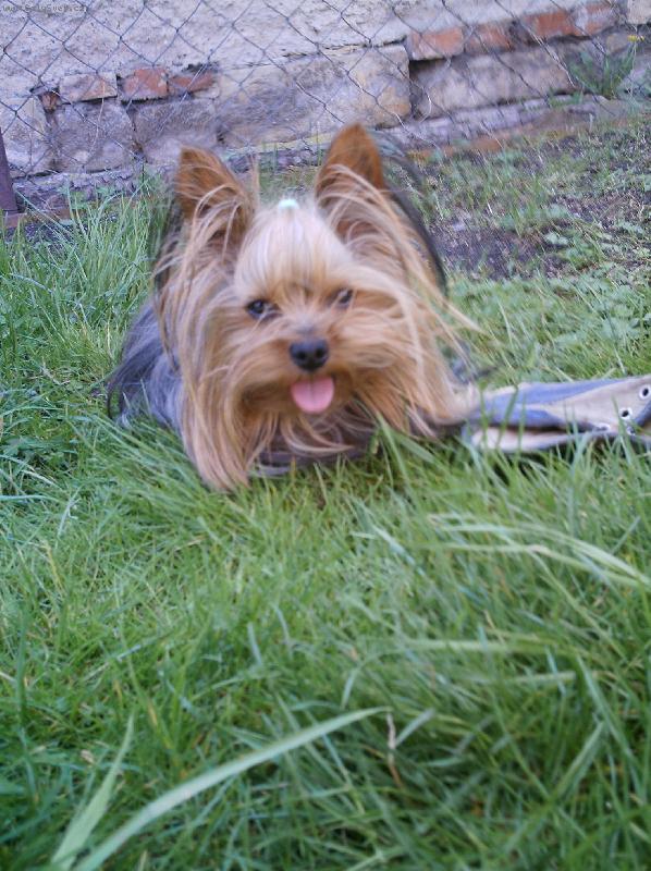 Foto: Monty-p�epral jsem tenisku