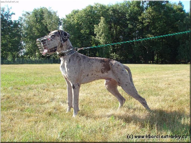 Foto: Jack z Josefovsk�ch Bud-Jack 10 - m�s�c�