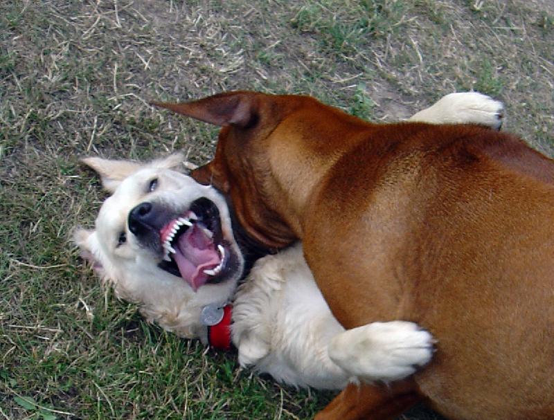 Foto: Hr�tky (Bronwyn de Bismill�hi)-Hr�tky Bronwy s kamar�dkou Mari ... vypad� to dost morbidn�