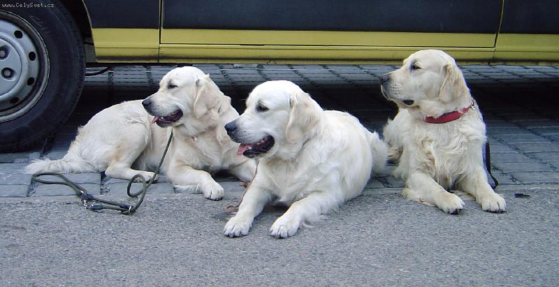 Foto: Bismill�hi sme�ka-Zleva Brony, Bastien, Amor (de) Bismill�hi