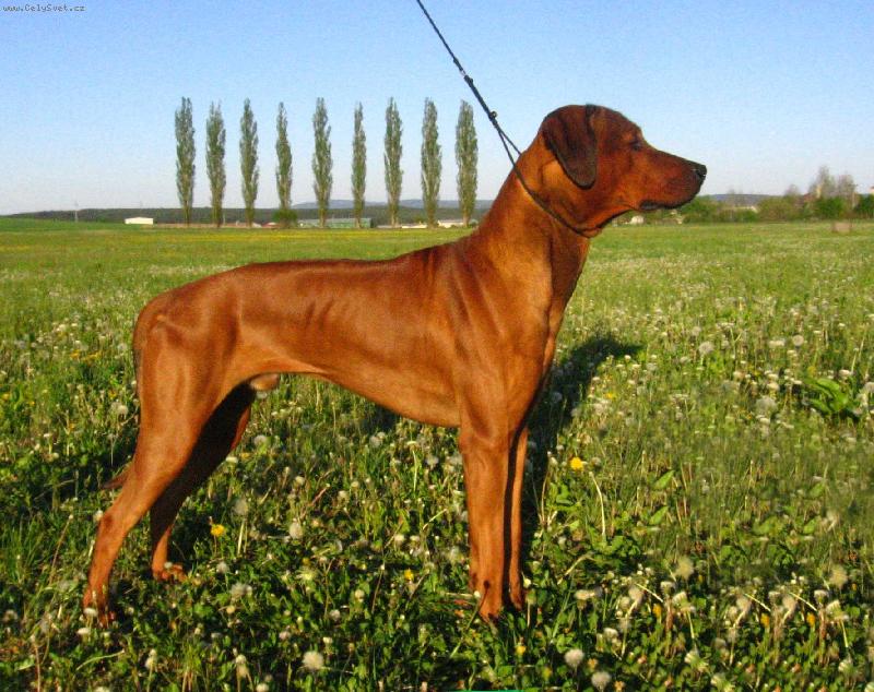 Foto: Alf Hanaho-n�cvik na v�stavu-13 m�s�c�