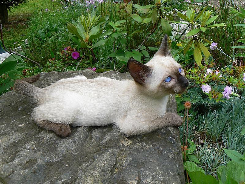 Foto: SIAMSK� KO��TKO-JSEM MALEJ,ALE �IKOVNEJ !