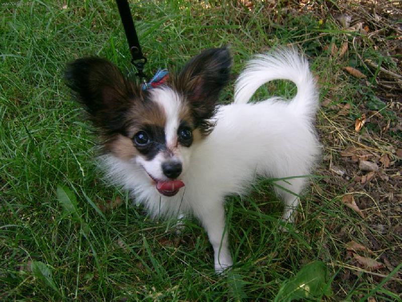 Foto: Bon Voyage Glamour Flying Joy-Bonynka 11.6. na proch�zce