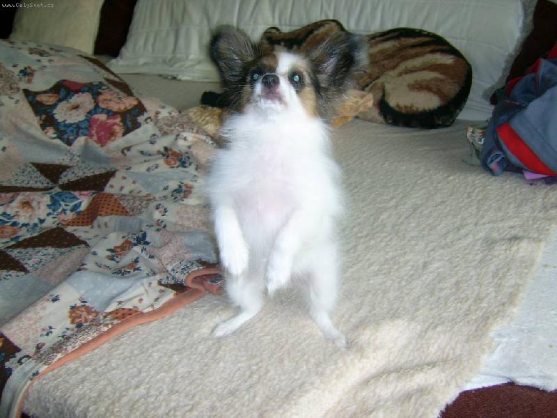 Foto: Bonynka pan��kuje-Bonynka pan��kuje