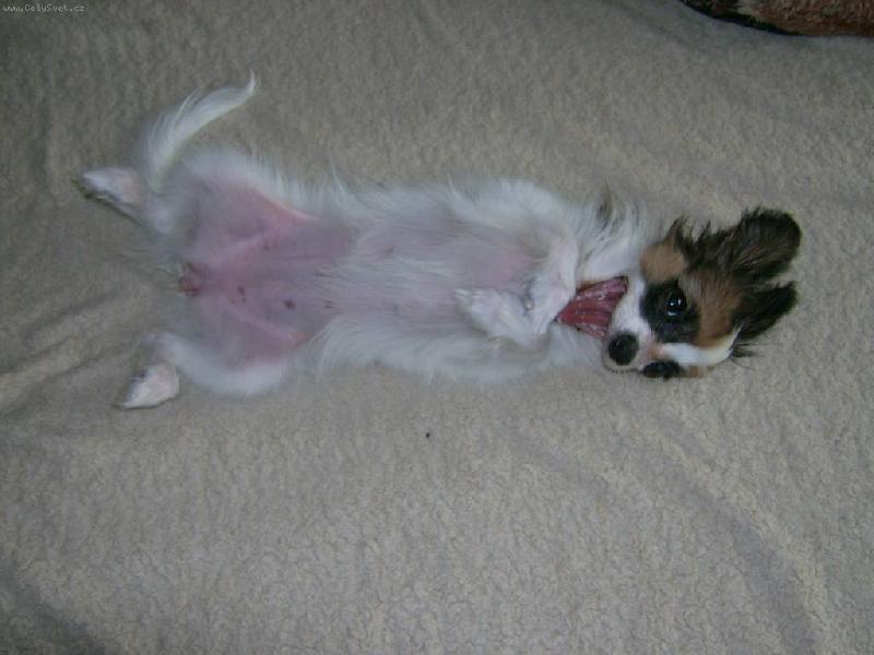 Foto: Bonynka na z�dech-Pohoda