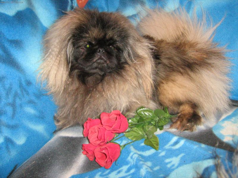 Foto: Bodie Onyxov� diad�m-Jsem frajer!