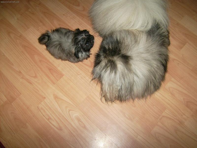 Foto: Bodie a Addie Plav� r��e-J� nejsem tvoje m�ma?!