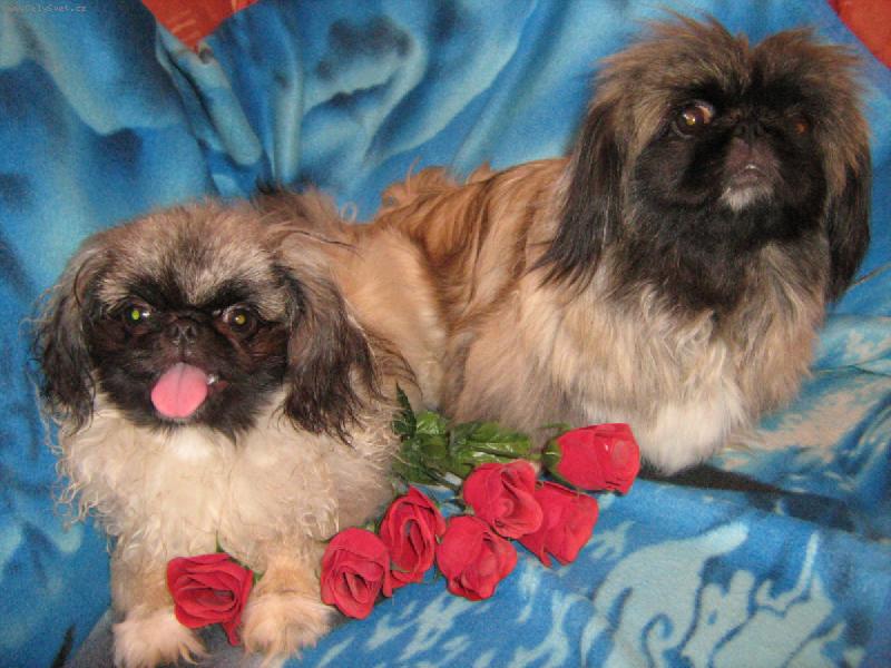 Foto: Comtessa Lotty z Usedlosti �jezdec a Addie Plav� r��e-matka a syn