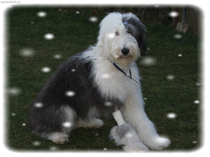 Foto: S�ra po nemoci...-po kapacce ma zavazanou nozicku....