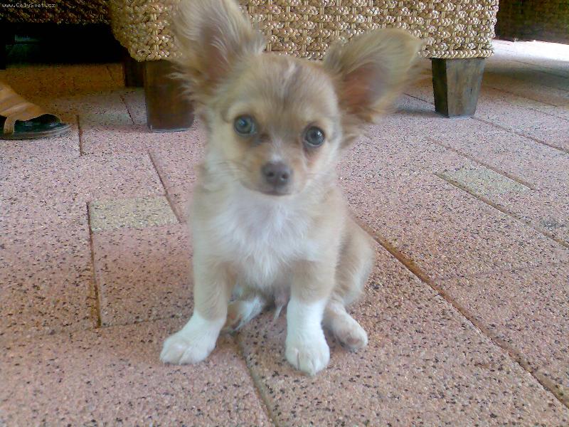 Foto: Yoki-do t�ch u�iek som e�te nedor�stol :-)