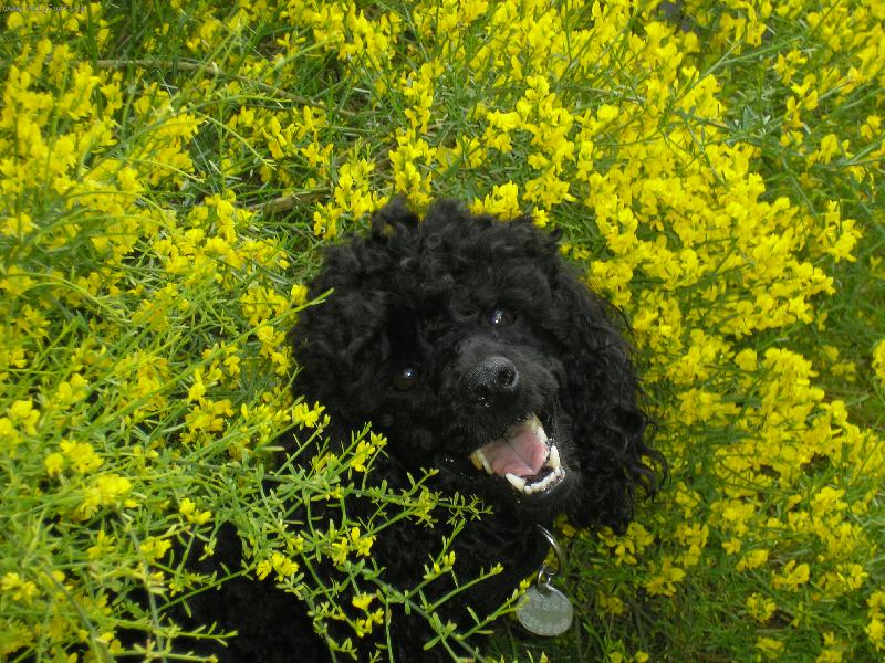 Foto: V kv�tink�ch:)-Tak takhle se rochn�m v kyti�k�ch,to jsme model,co?!:)