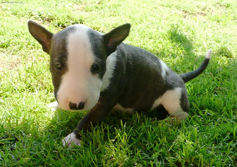 Foto: Nen� dokonal�???-4 t�denn� bulinek