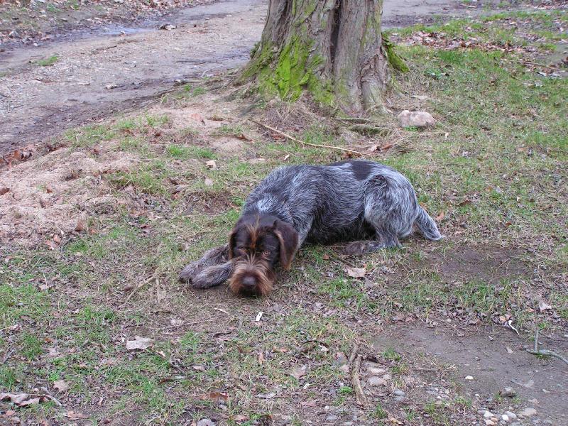 Foto: �esk� Fousek-Bent z Chatrnosti