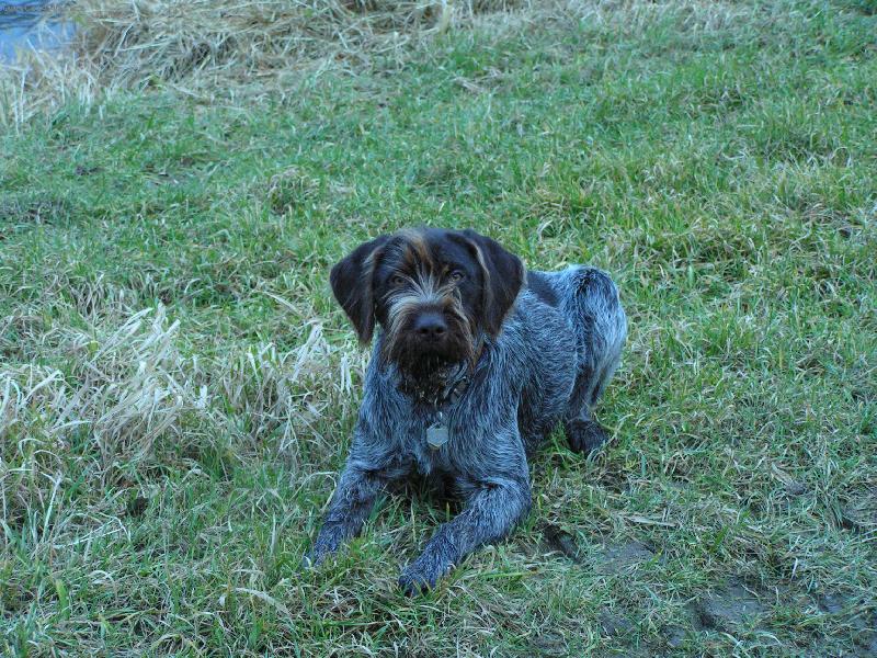 Foto: �esk� Fousek-Bent z Chatrnosti