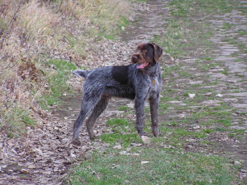 Foto: �esk� Fousek-Bent z Chatrnosti