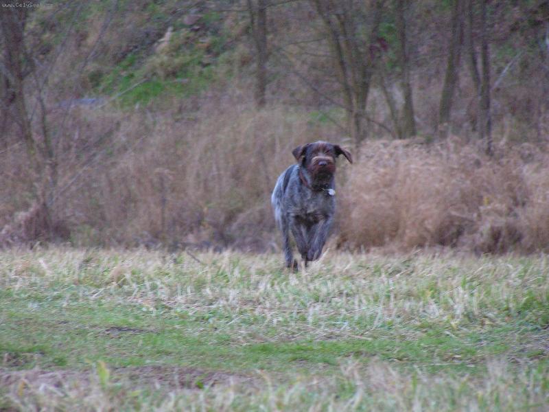 Foto: �esk� Fousek-Bent z Chatrnosti